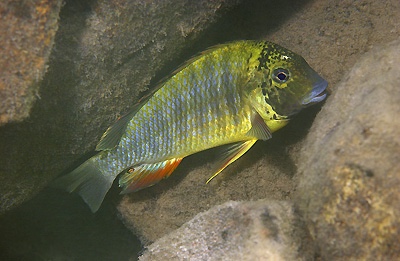 Simochromis diagramma 'Kalambo Lodge'
